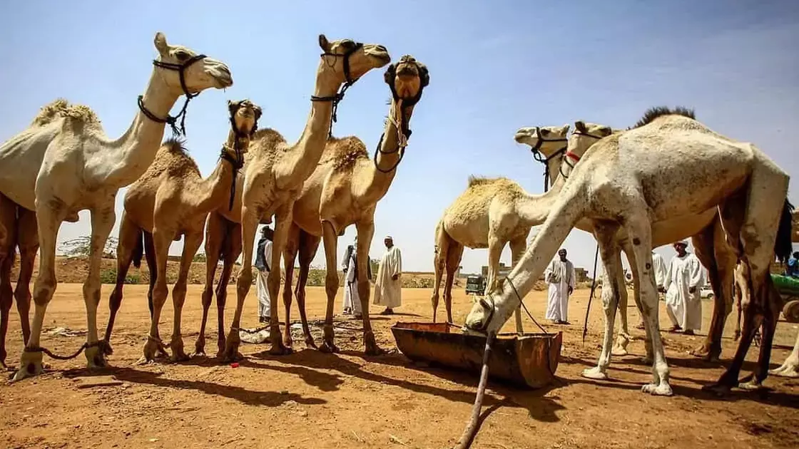 Верблюжий рынок в Эр-Рияде: ожидание vs реальность
